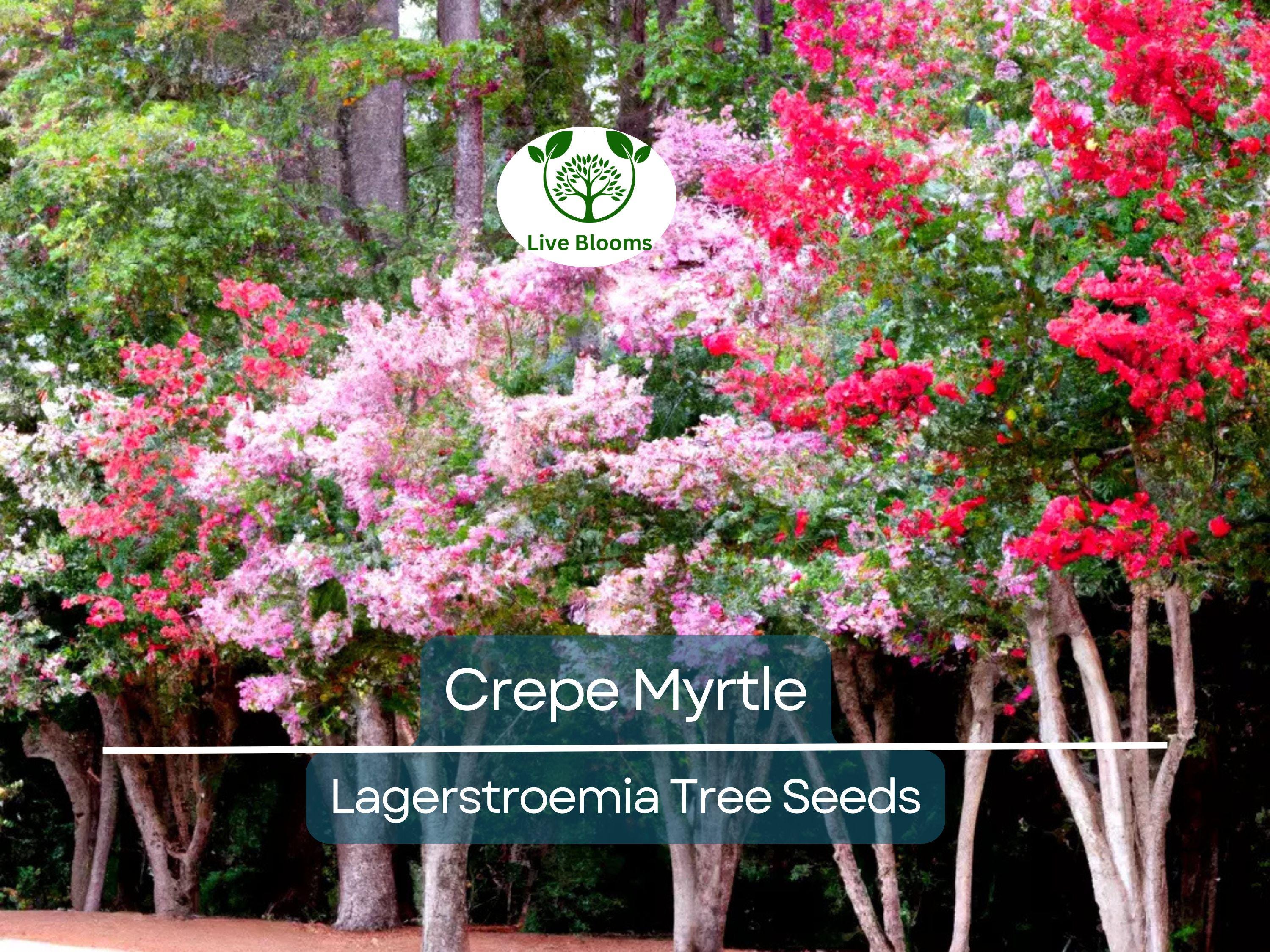 100 Crepe Myrtle Flower Tree Seeds - 6 Bright Colors (Lagerstroemia), Hardy Ornamental Tree, Beautiful Summer Blooms, Colorful Landscape
