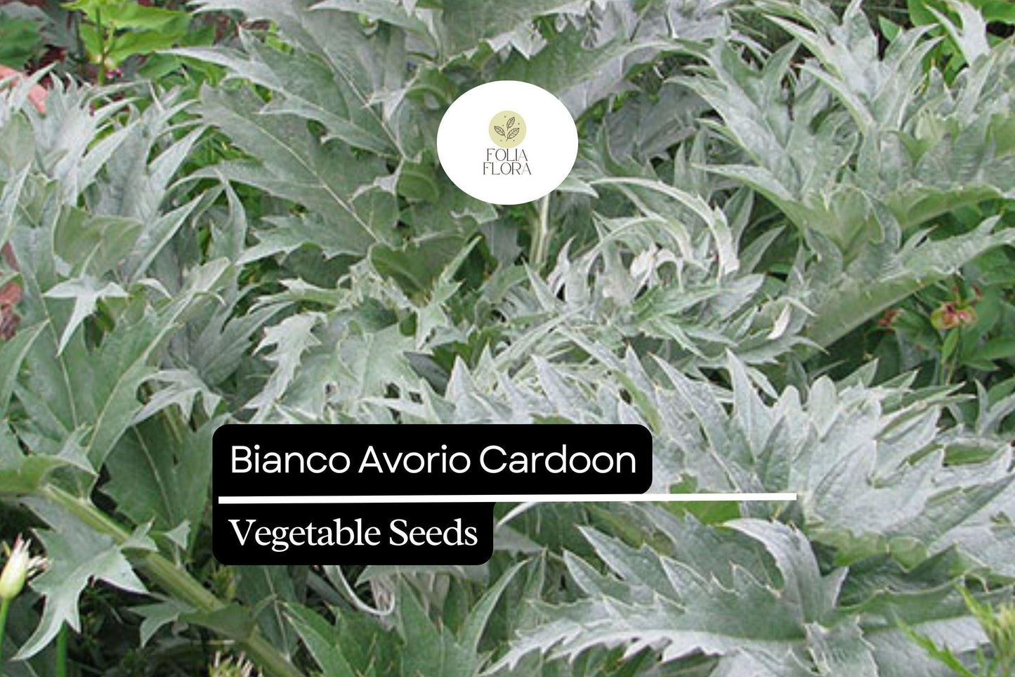 20 Seeds Bianco Avorio Cardoon (Cynara cardunculus) – Unique Edible Ornamental with Tender Stalks