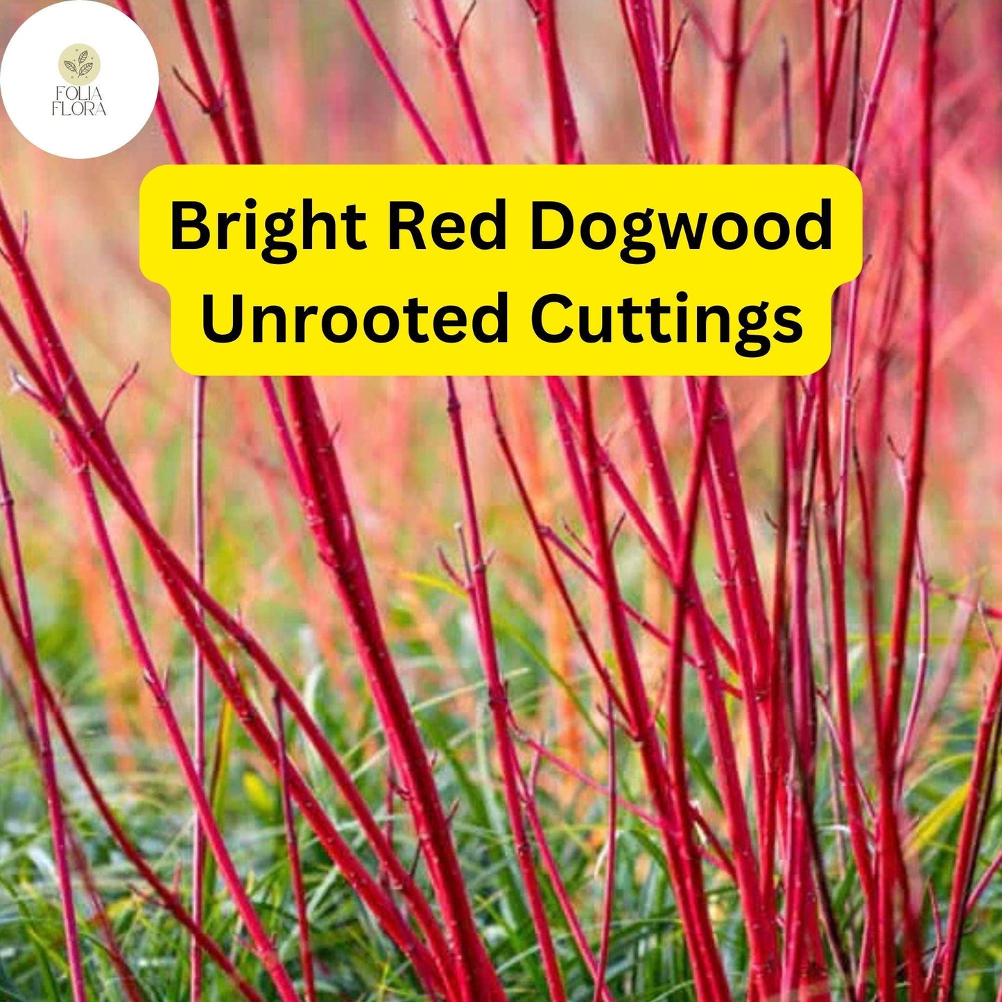 Bright Red Dogwood Unrooted Cuttings, Cornus sericea, Hardy Shrub with Vibrant Red Stems
