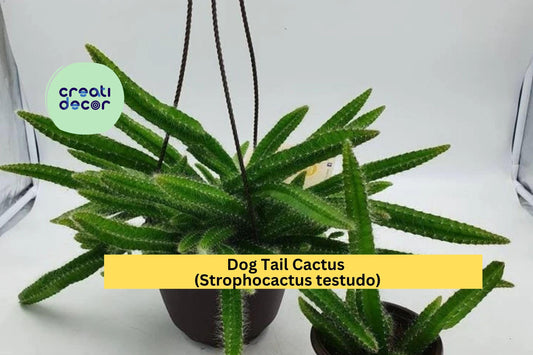 Dog Tail Cactus | Rooted Bare Root Plants 3–7 Inches | Easy Care Trailing Cactus