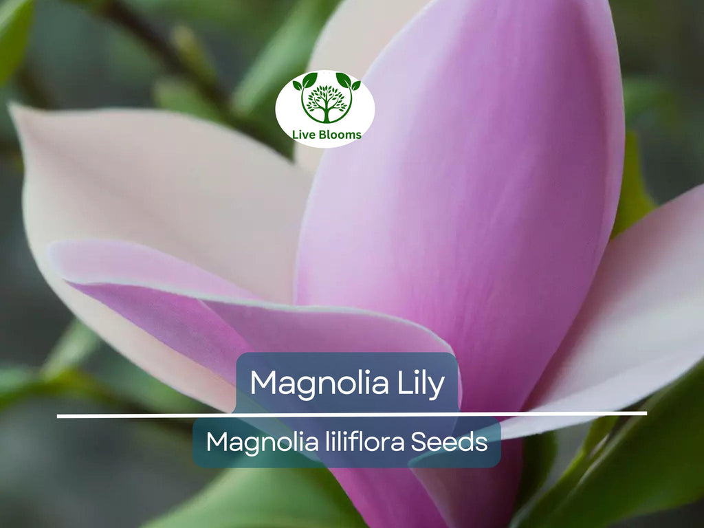 10 Magnolia Lily Seeds (Magnolia liliflora) | Pink Flowering Tree, Beautiful Blooms, Hardy Perennial for Garden & Landscape