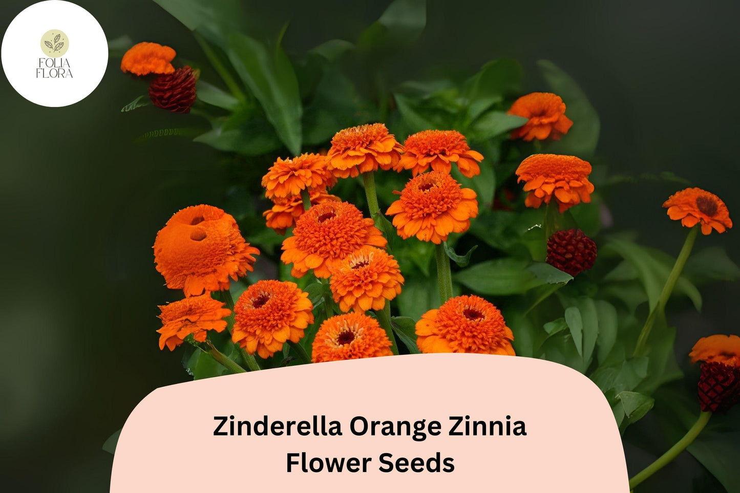 100+ Zinderella Orange Zinnia Seeds – Unique Double Bloom Non-GMO Annual Flowers for Garden Planting & Bouquets