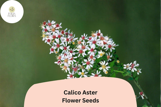 100 Symphyotrichum lateriflorum Seeds | Calico Aster | White Native Perennial Wildflower for Pollinator & Meadow Garden