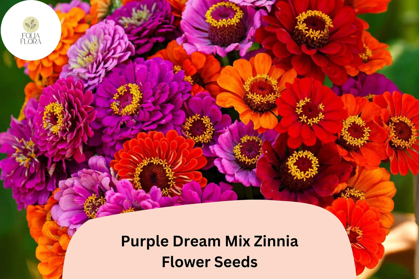 Purple Dream Zinnia Seeds: Violet Bloom Mix, Cut Flowers