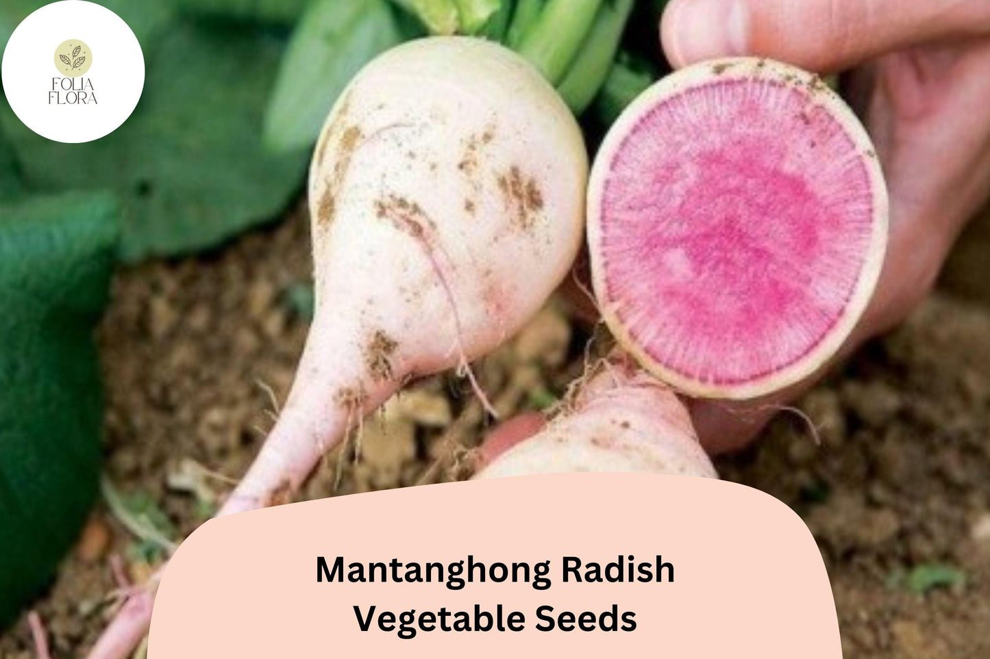 500+ Mantanghong Radish Seeds – Heirloom Asian Red Radish for Garden Planting