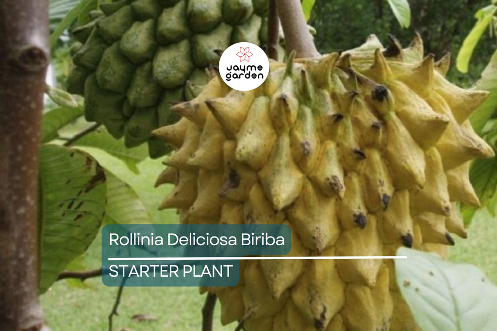 Rollinia Deliciosa 'Biriba' Tropical Tree | 4-7" Live Starter Plant | Sweet Lemon Meringue-Like Fruit | Rare Edible Exotic