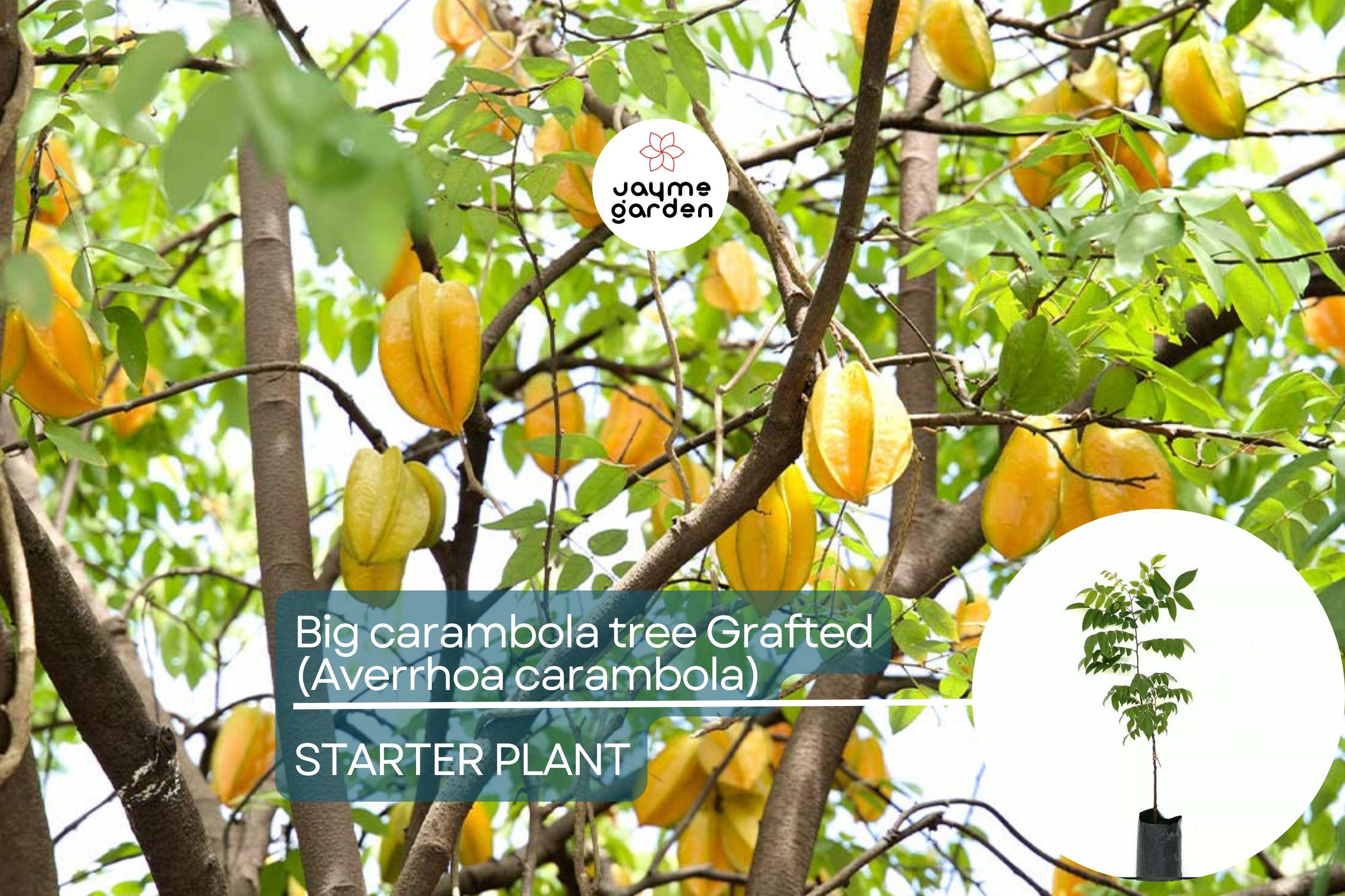 Big Carambola Grafted Tree - Live Averrhoa carambola 2′-3′ Tall | Tropical Starfruit Tree | Sweet-Tart Fruit & Decorative Appeal