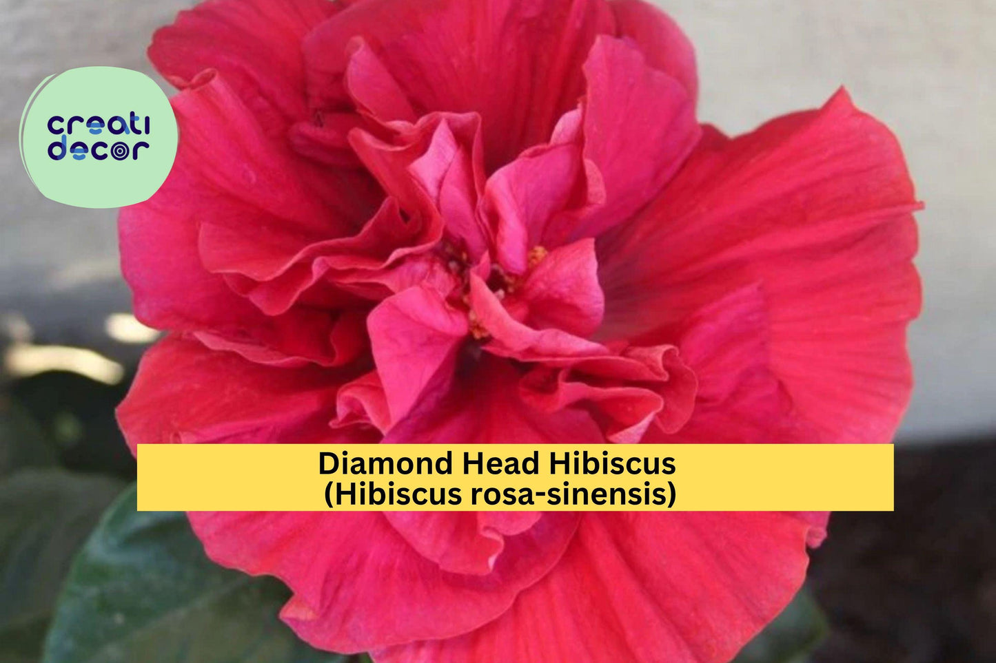 Diamond Head Hibiscus Starter Plant – Hibiscus rosa-sinensis – Small Rooted Tropical Flower Plant for Garden or Patio Pots