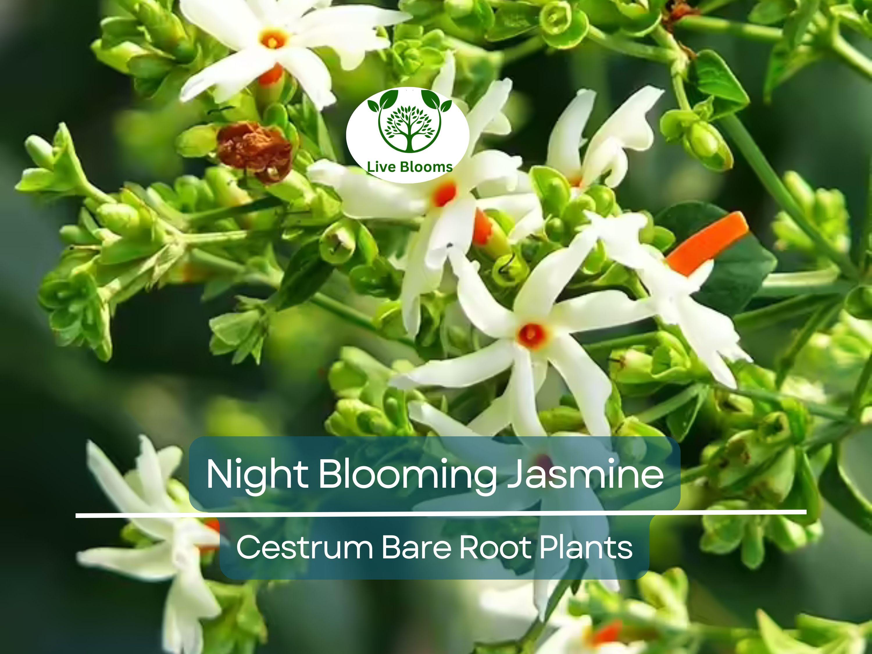 1 Night Blooming Jasmine – Cestrum Nocturnum – Live 4" Bare Root Plant – Intensely Fragrant Night Flowering Shrub