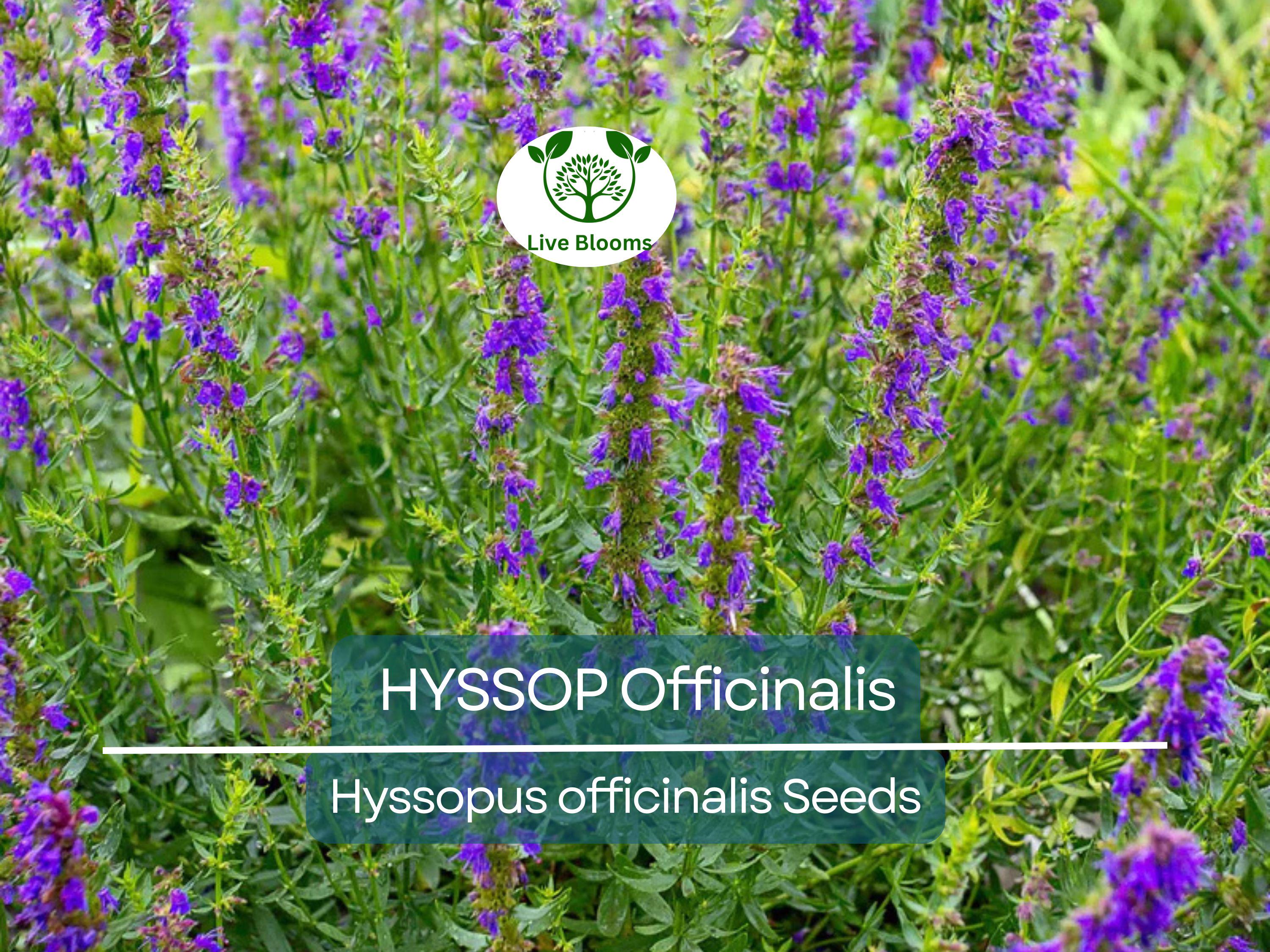 200 Seeds HYSSOP officinalis Perennial Hummingbird Plant Non-GMO, Aromatic Herb, Attracts Pollinators, Drought-Tolerant Garden Plant