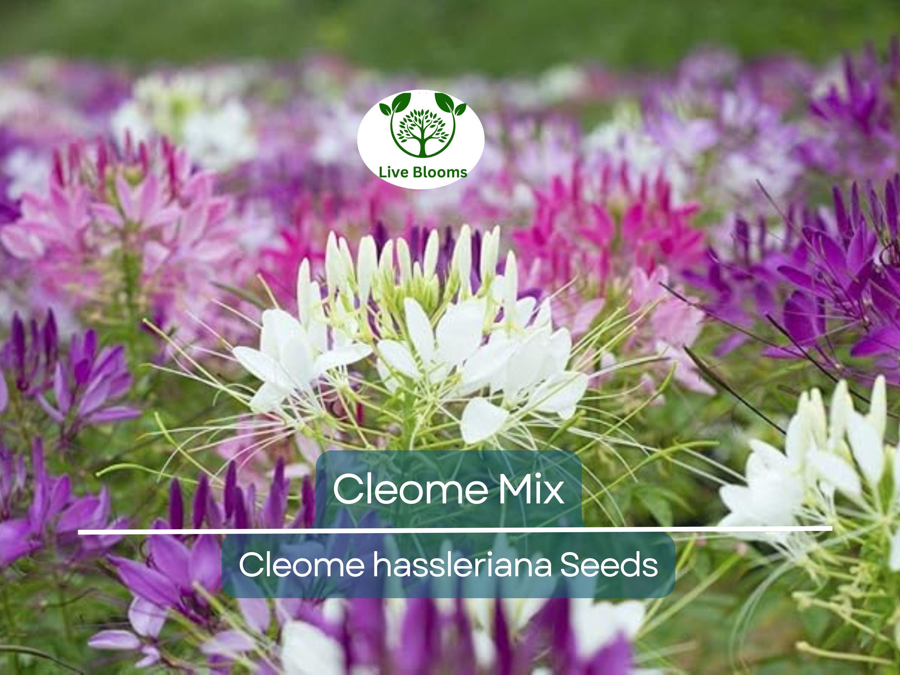 200 Cleome Spider Flower Seeds – Mixed Colors | Cleome hassleriana | Fall Planting | Pollinator Friendly | Non-GMO Wildflower