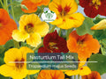 25 Seeds Nasturtium Tall Mix, Mixed Colors Edible Flowers, Heirloom Non-GMO, Vibrant Blooms, Perfect for Gardens & Culinary Use