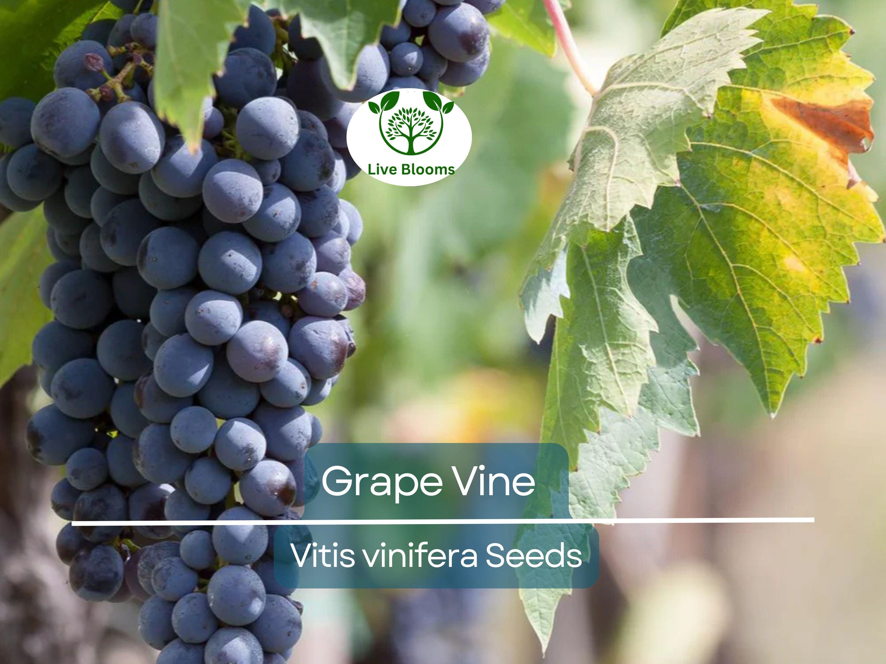 30 Grape Vine Seeds (Vitis vinifera) | Wine Grape Seeds for Planting | Grow Your Own Grapes, Perfect for Vineyards & Home Gardens