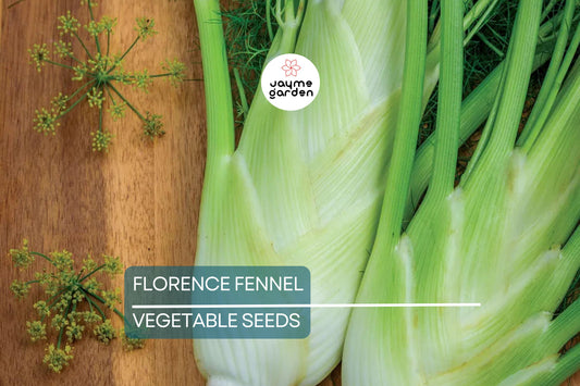 400 Florence Fennel Seeds – Non-GMO, Heirloom Herb & Vegetable | USA Seller, Free Shipping
