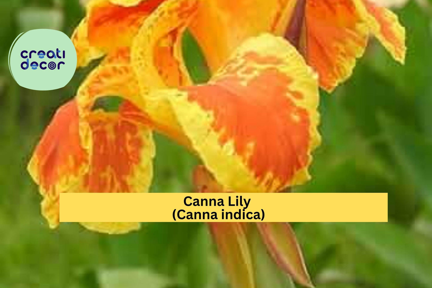 Canna Lily Indian Shot – 3 Bare Root Red Orange Rhizomes | Ornamental Flowering Bulbs