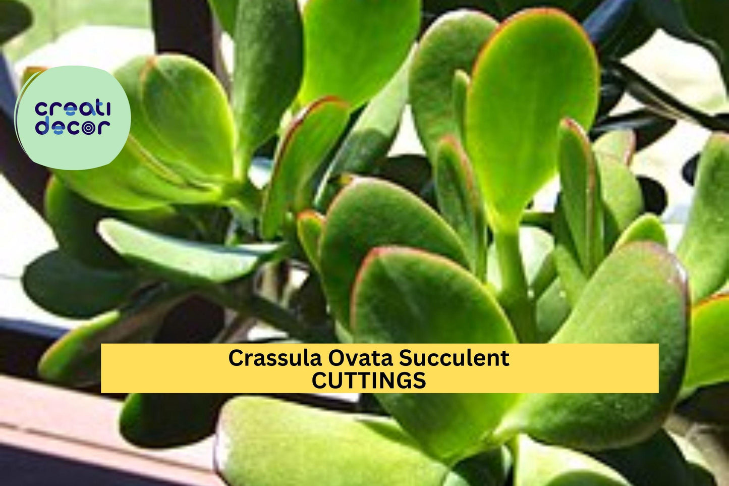 8 Jade Plant Cuttings – Fresh Crassula ovata Succulent Stems | Easy to Root, Ideal for Pots, Arrangements, or Indoor Garden Projects