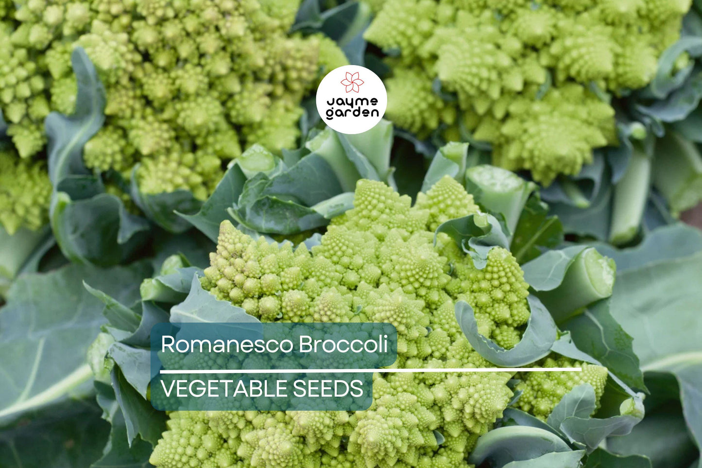 1,000 Romanesco Broccoli Seeds – Non-GMO Heirloom, Unique Fractal Shape, USA Seller, Free Shipping