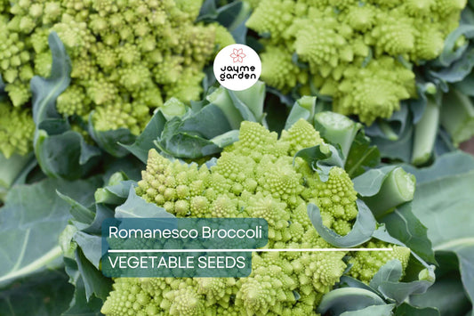 1,000 Romanesco Broccoli Seeds – Non-GMO Heirloom, Unique Fractal Shape, USA Seller, Free Shipping