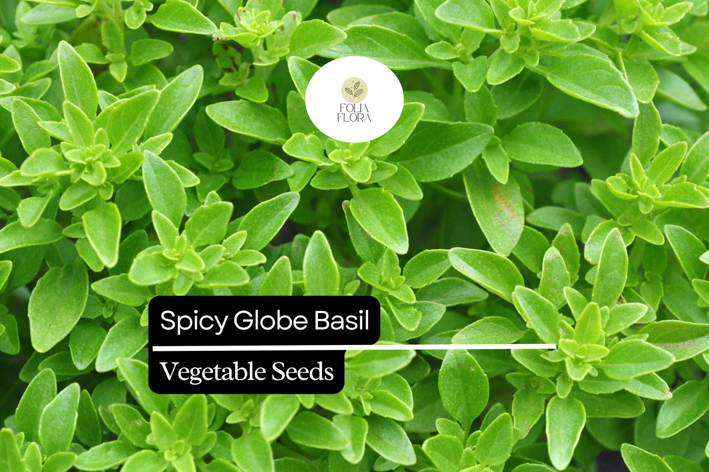 200 Spicy Globe Basil Seeds – Ocimum basilicum – Heirloom, Compact & Aromatic, Perfect for Containers, Culinary Use