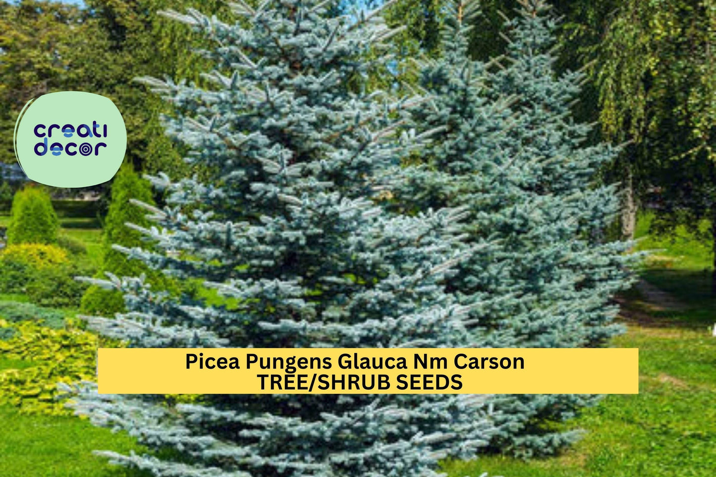 3pcs of 250mg Colorado Blue Spruce Seeds – Picea pungens Glauca NM Carson Tree for Cold-Hardy Landscapes Seeds for Planting
