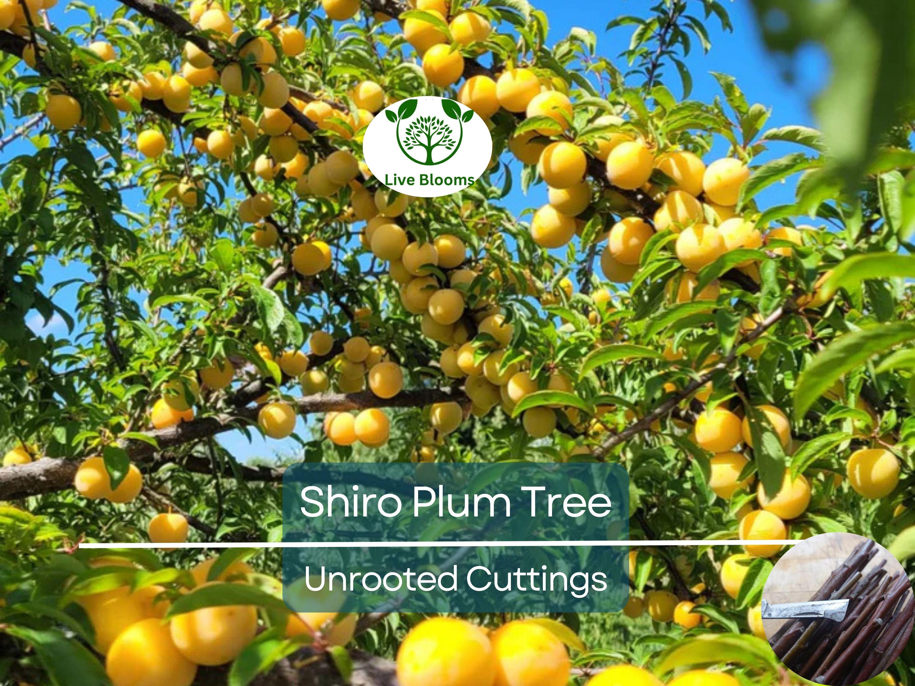 3 Shiro Plum Scions 6-10" Unrooted Cutting for Rooting or Grafting – Prunus salicina, Japanese Plum, Tree Scion, Plum Tree Propagation