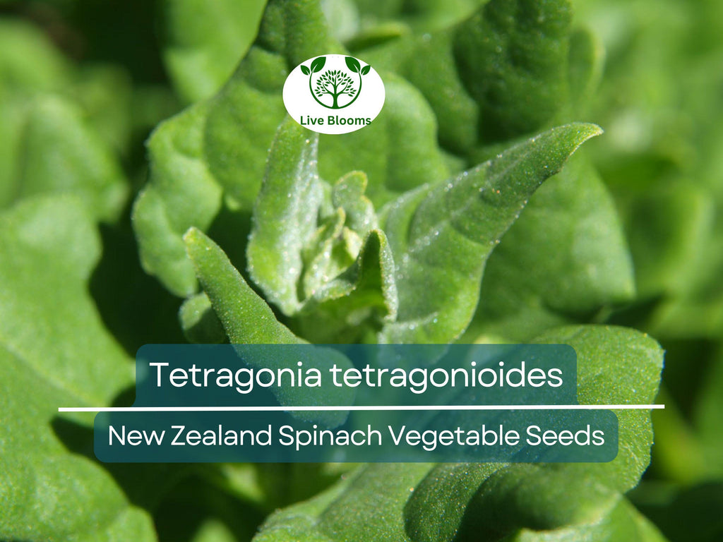 1 Gram Seeds Spinach New Zealand – Tetragonia tetragonioides | Heirloom Vegetable Seeds for Planting & Gardening
