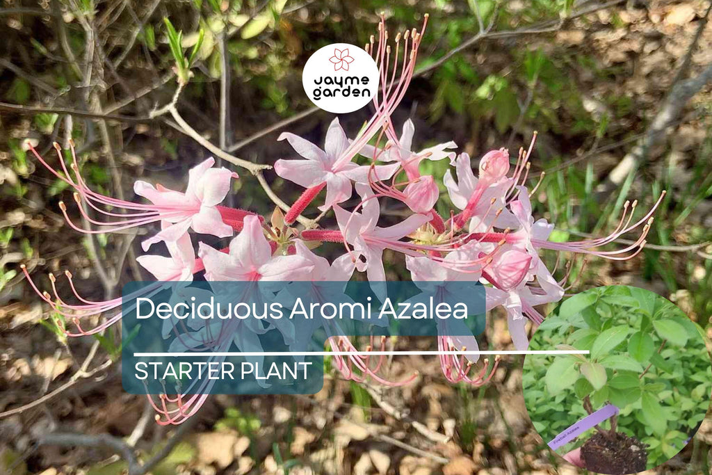 Spring Sensation Aromi Azalea | Deciduous Hybrid | Soft Pink Fragrant Flowers | Live Starter Plant | Zones 6-9