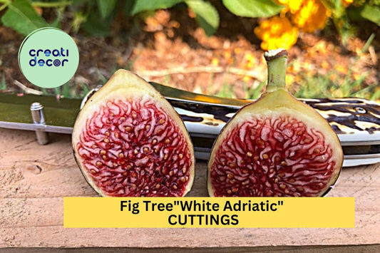 5 White Adriatic Fig Tree Cuttings | Ficus Carica Starter Wood | Fresh Unrooted Cuttings | Sweet Fruit Tree Starter | Free US Shipping