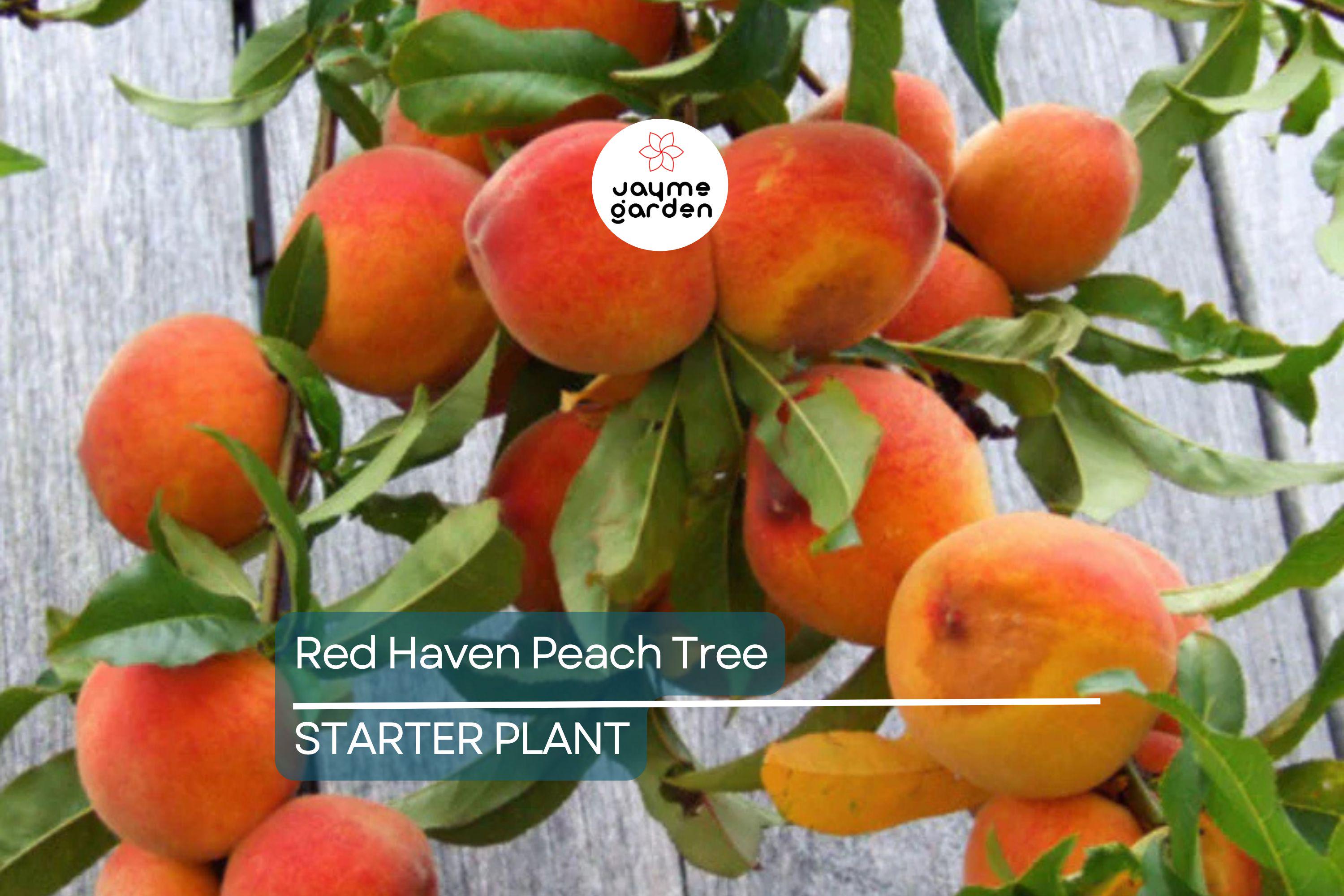 Two 2 Ft Red Haven Peach Tree | Dwarf, Pink Blossoms, Disease-Resistant | Ready to Plant | Non-GMO
