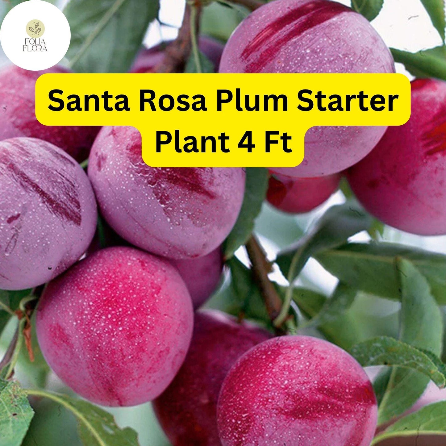 1 Santa Rosa Plum Tree (Prunus salicina) - 4ft Tall Live Fruit Tree Ready to Plant