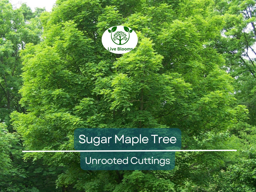 8 Fresh Cut Sugar Maple Tree Unrooted Cuttings - Acer saccharum, Sugar Maple Scions for Grafting, Tree Propagation, Hardy Tree Cuttings