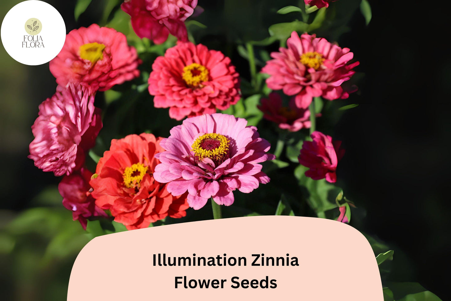 100+ Illumination Zinnia Seeds – Bright Golden-Orange Blooms for Summer Gardens & Cut Flowers