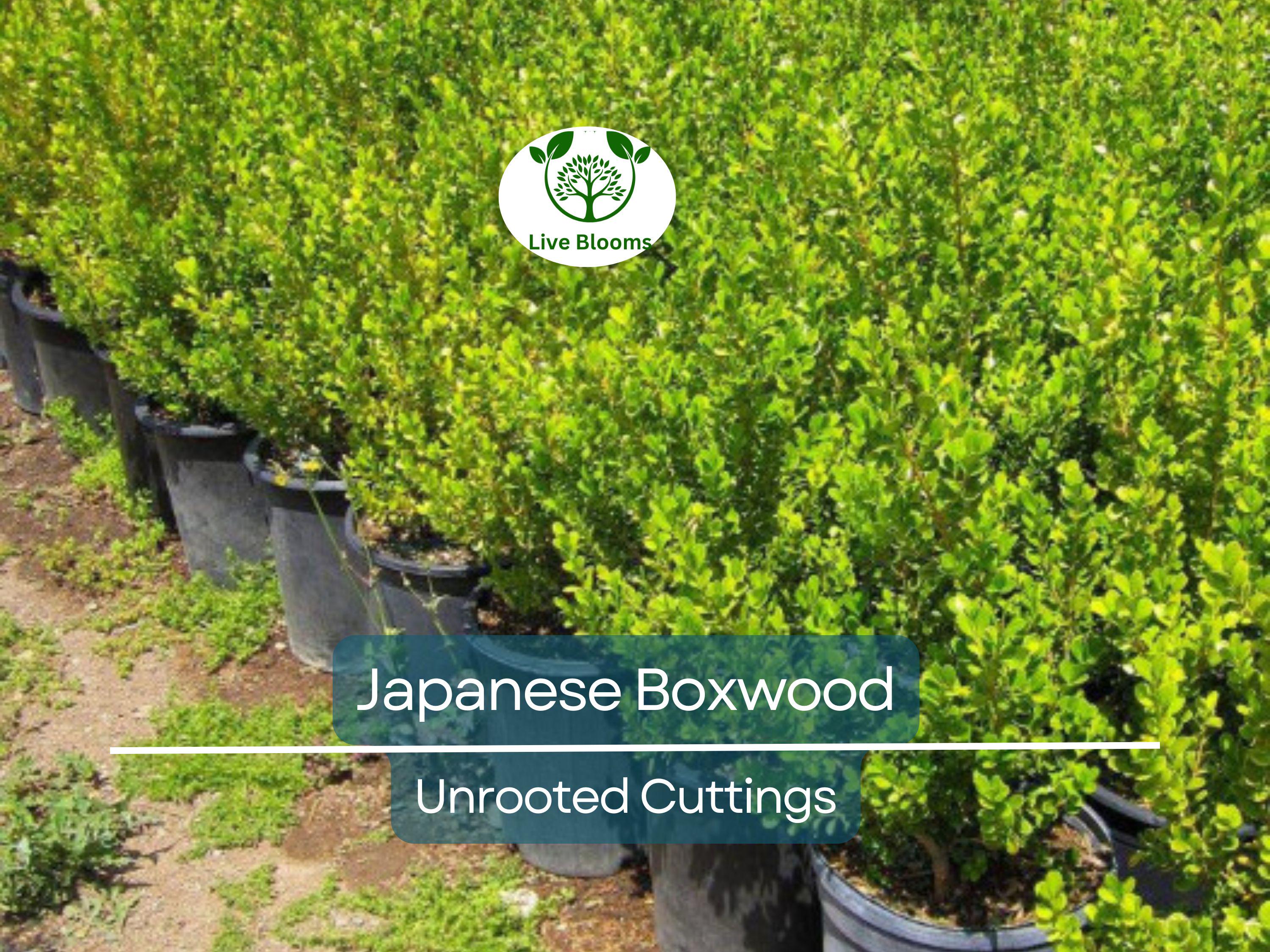 12 Japanese Boxwood Unrooted Cuttings | Buxus microphylla, Bush Hedge Plant, Evergreen Shrub for Garden
