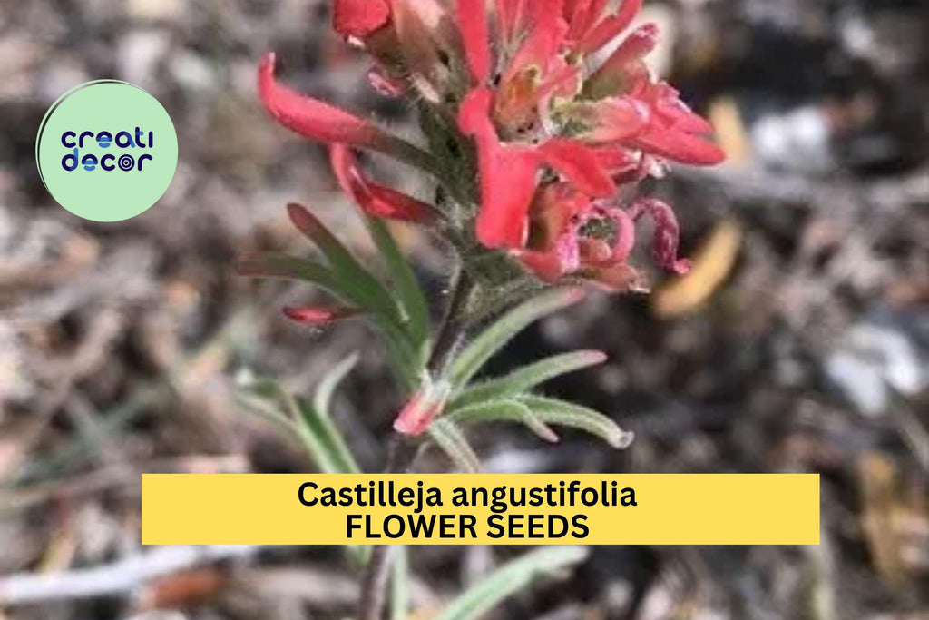 2pcs of 300 Northwestern Indian Paintbrush Seeds – Castilleja angustifolia dubia Wildflower for Native Gardens Seeds for Planting