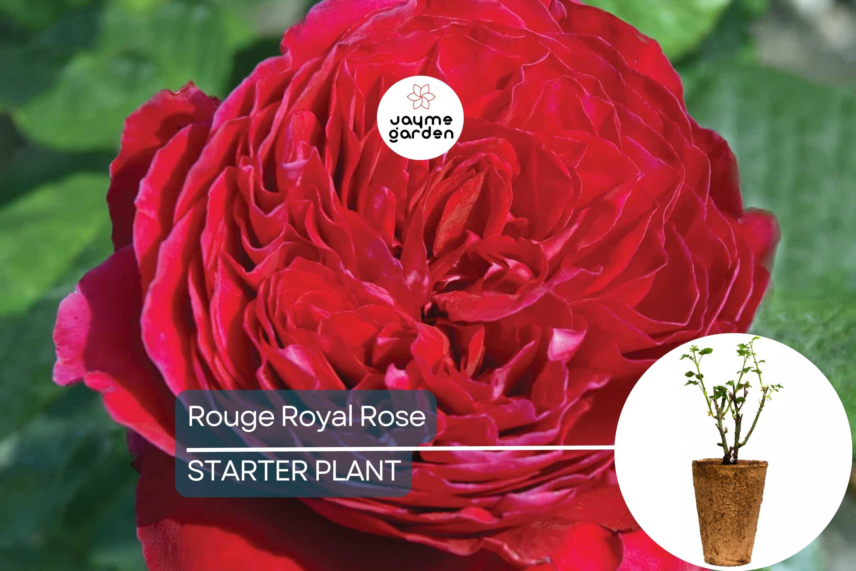 Rouge Royal Rose Plant – 1.5 Gal Potted | Highly Fragrant Red Blooms | Heavy Reblooming Floribunda | Zones 6-10 | Pesticide-Free