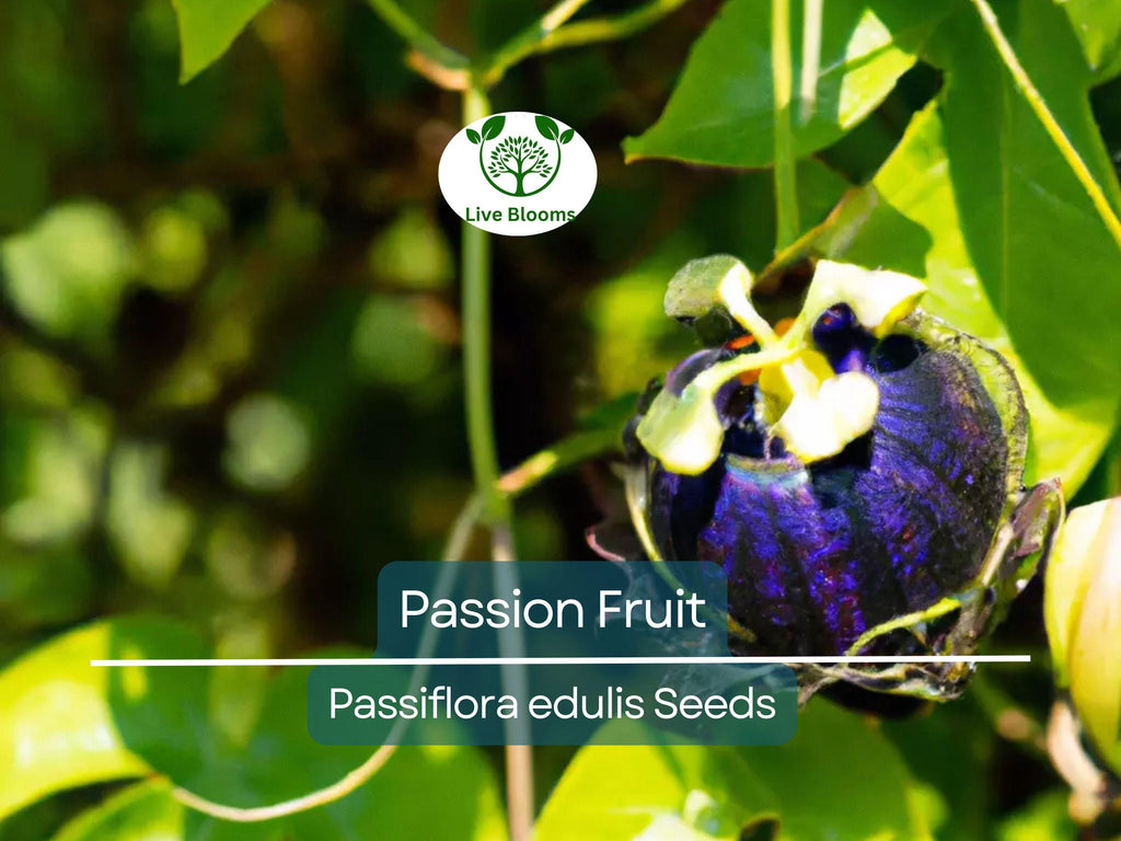 10 Purple Edulis Passion Fruit Seeds | Edible Passionfruit Vine, Fast Growing, Delicious Fruit, Tropical & Hardy