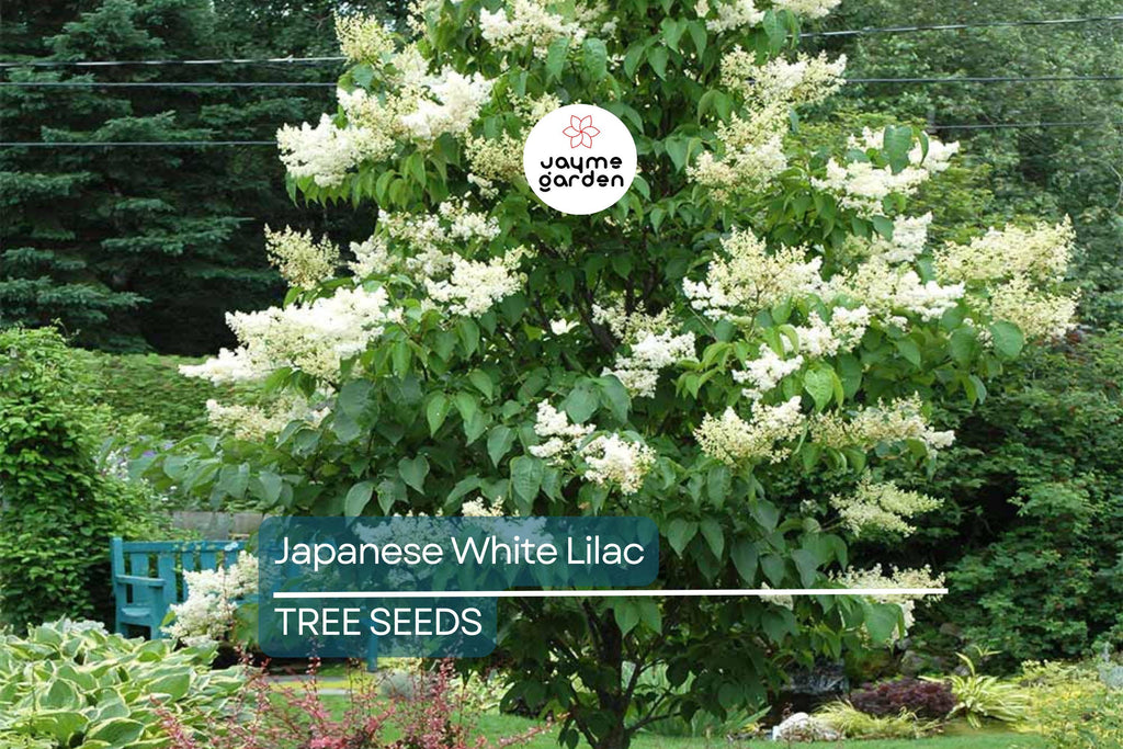 25 Japanese White Lilac Tree Seeds (Syringa reticulata) – Cold Hardy, Fragrant Flowers, 30ft Tall