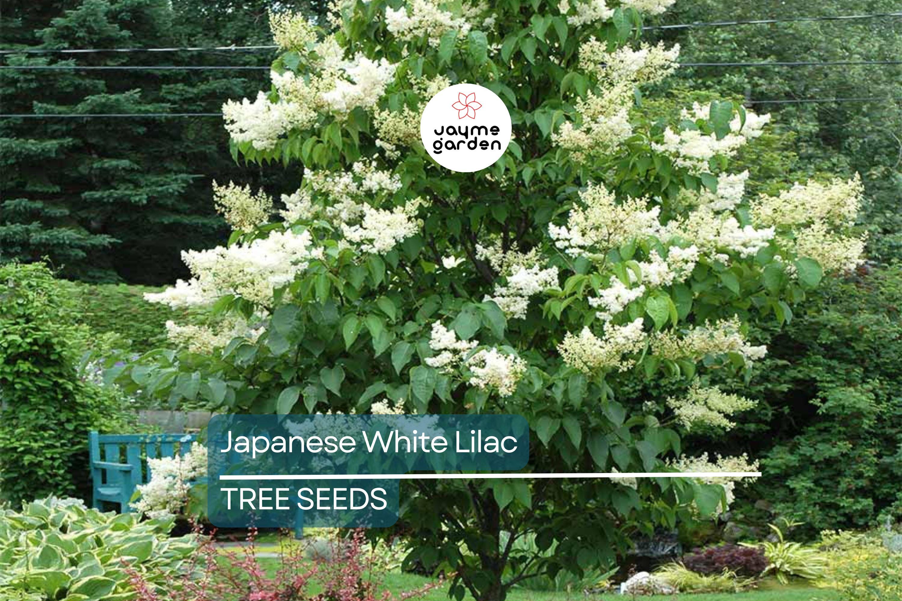 25 Japanese White Lilac Tree Seeds (Syringa reticulata) – Cold Hardy, Fragrant Flowers, 30ft Tall