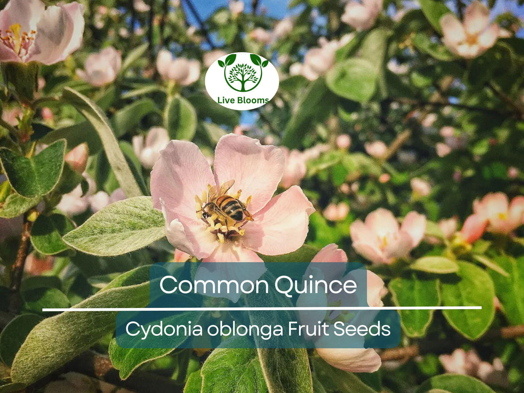 20 Common Quince Fruit Tree Seeds (Cydonia oblonga), Sweet Edible Fruits, Hardy Tree, Backyard Orchard, Garden Starter, Homegrown