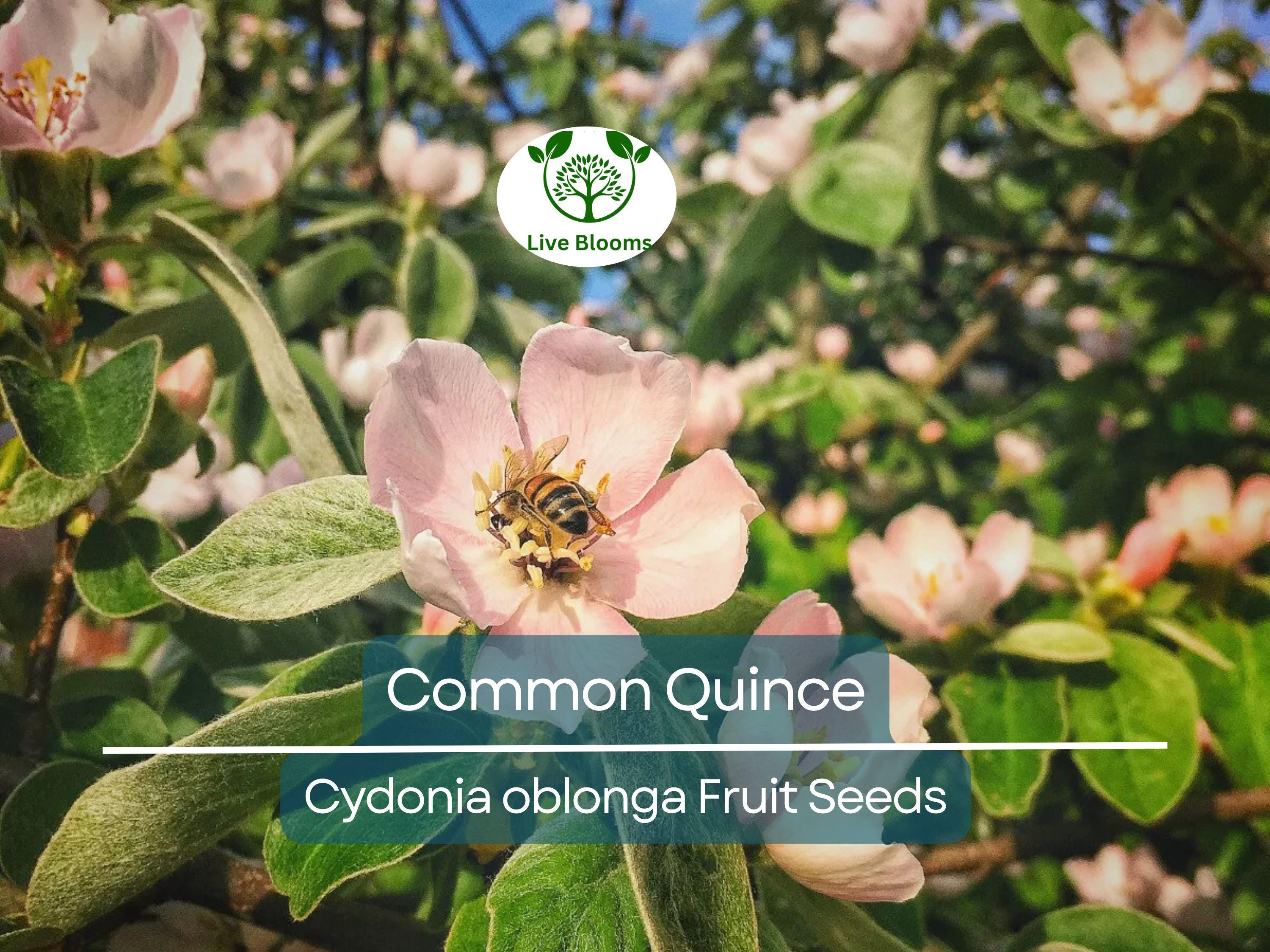 20 Common Quince Fruit Tree Seeds (Cydonia oblonga), Sweet Edible Fruits, Hardy Tree, Backyard Orchard, Garden Starter, Homegrown