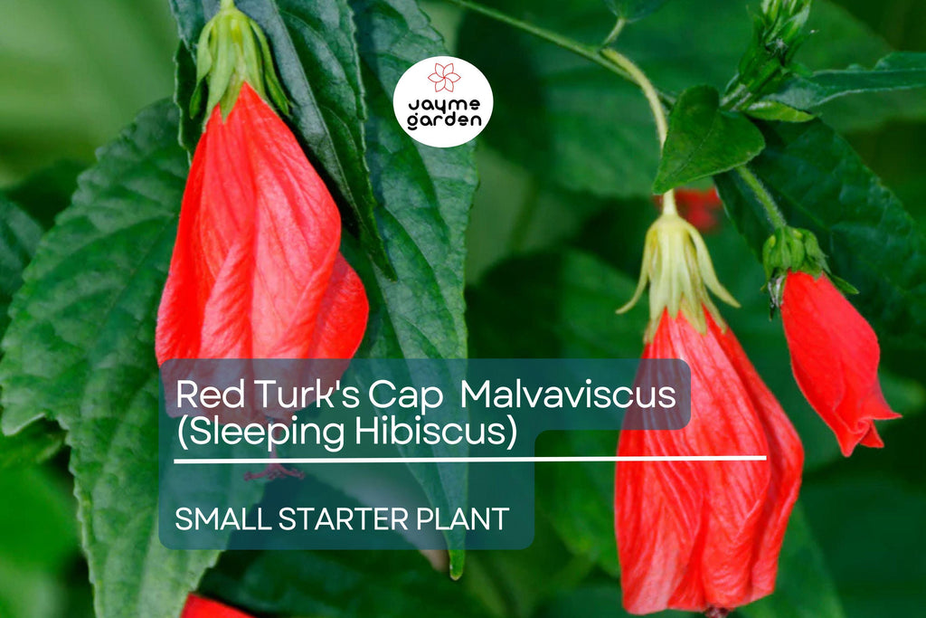Red Turk's Cap Starter Plant, Malvaviscus arboreus Sleeping Hibiscus, 5-7" Tall Unique Red Flowers for Gardens, Containers & Tropical Spaces