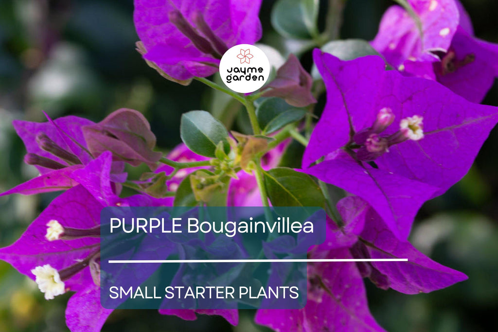 Purple Bougainvillea Starter Plant - Paper Flower, 5-7 Inches Tall - Vibrant Tropical Blooms for Gardens, Trellises & Landscaping