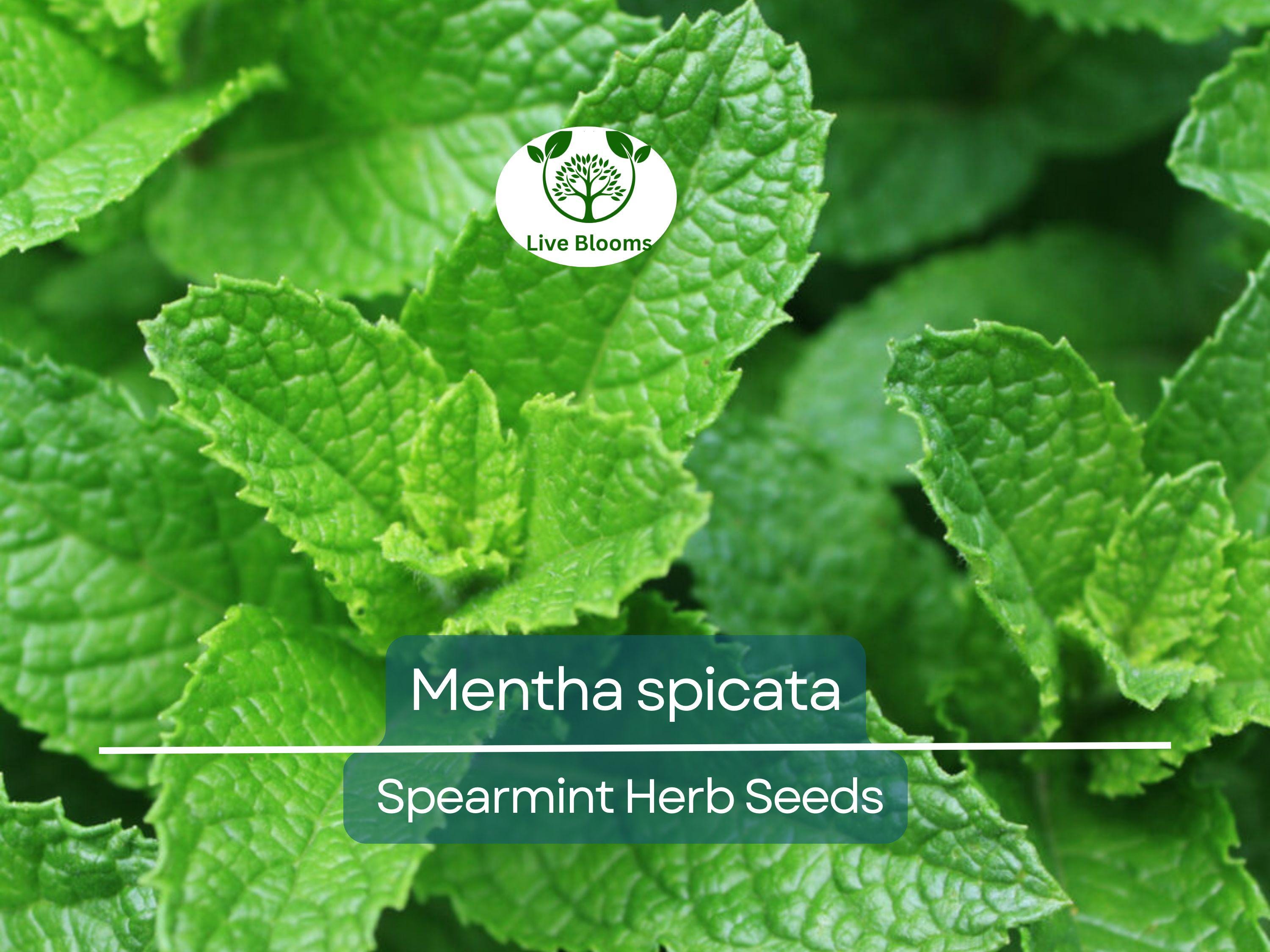 30 mg Seeds Spearmint Herb – Mentha spicata | Fresh Mint for Planting, Culinary, Tea Uses