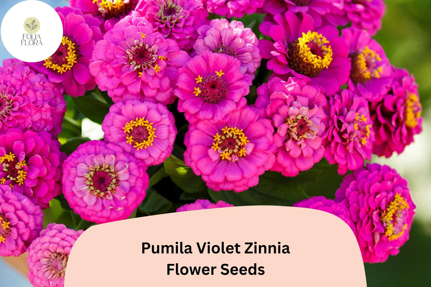 Pumila Violet Zinnia Seeds: Compact Purple Blooms for Summer Gardens