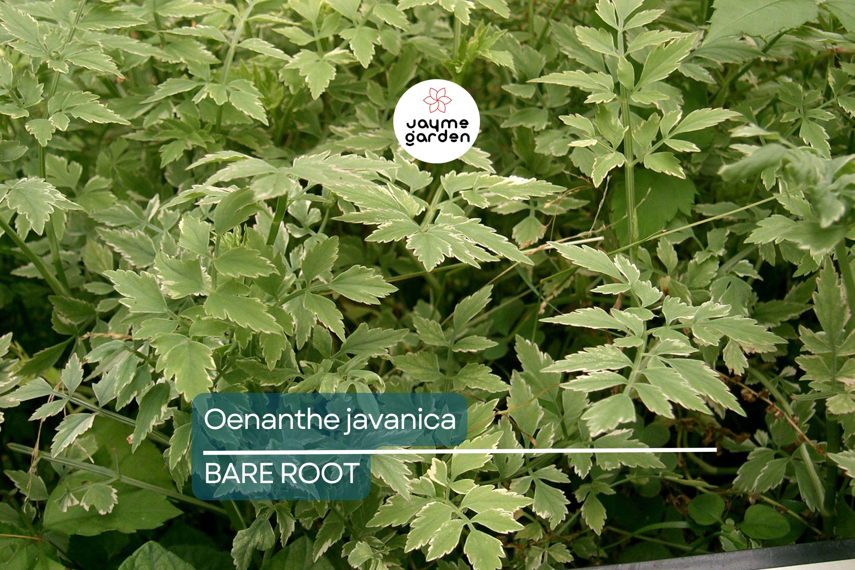 20 Bare Root Oenanthe Javanica (Water Celery) 5”-6”, Minari, Korean Watercress, Fresh Edible Herb, Shade & Sun Tolerant