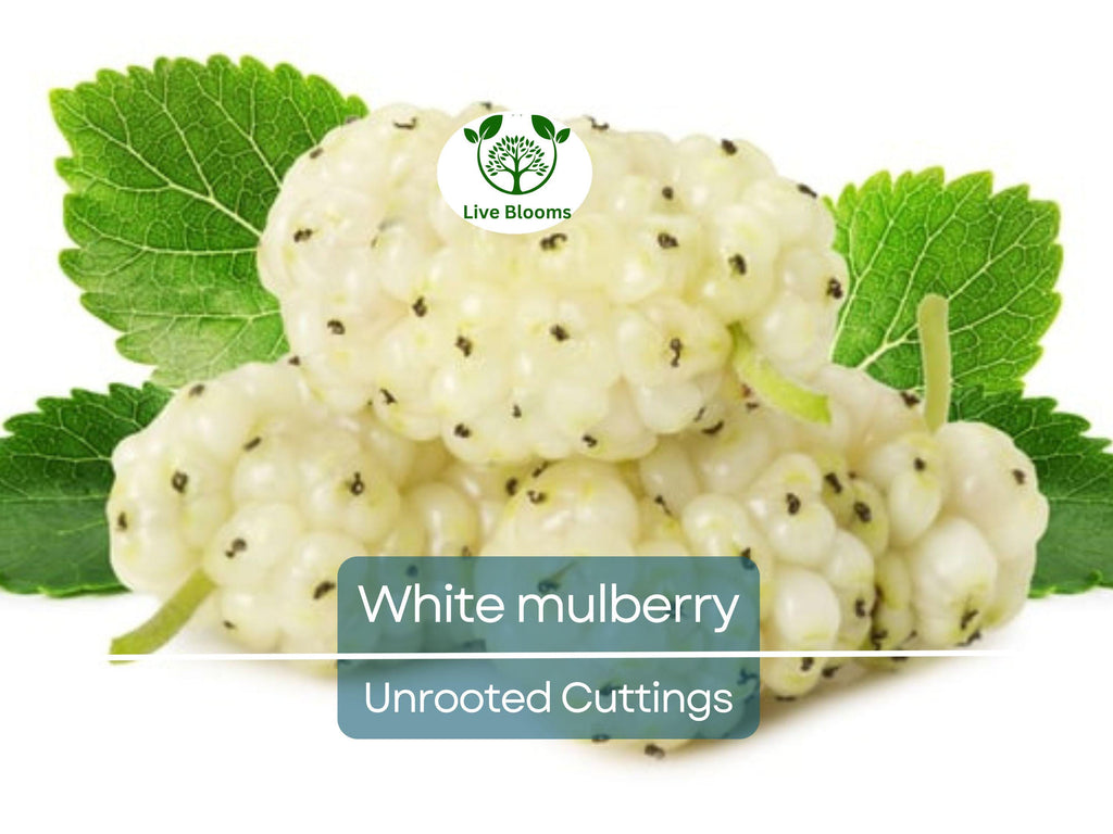 10pcs White Mulberry (Morus alba) Unrooted Cuttings 6-8", Edible Fruit Tree Cuttings, Grow Your Own Mulberry, Perfect for Gardens & Orchards
