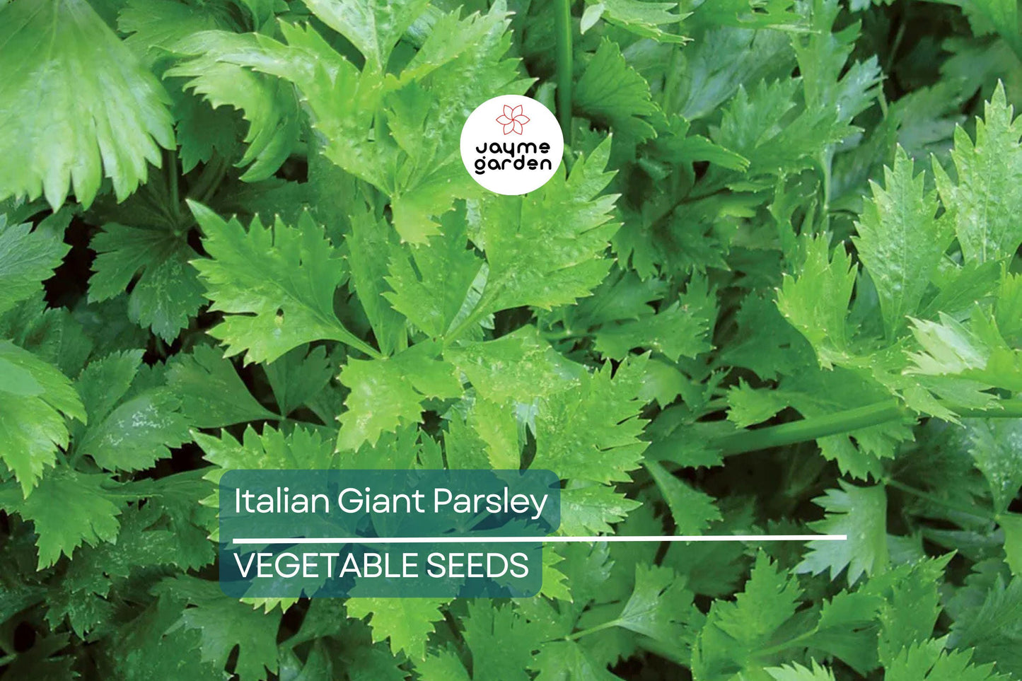 2,000 Italian Giant Parsley Seeds – Non-GMO Heirloom, Culinary Herb, Free Shipping