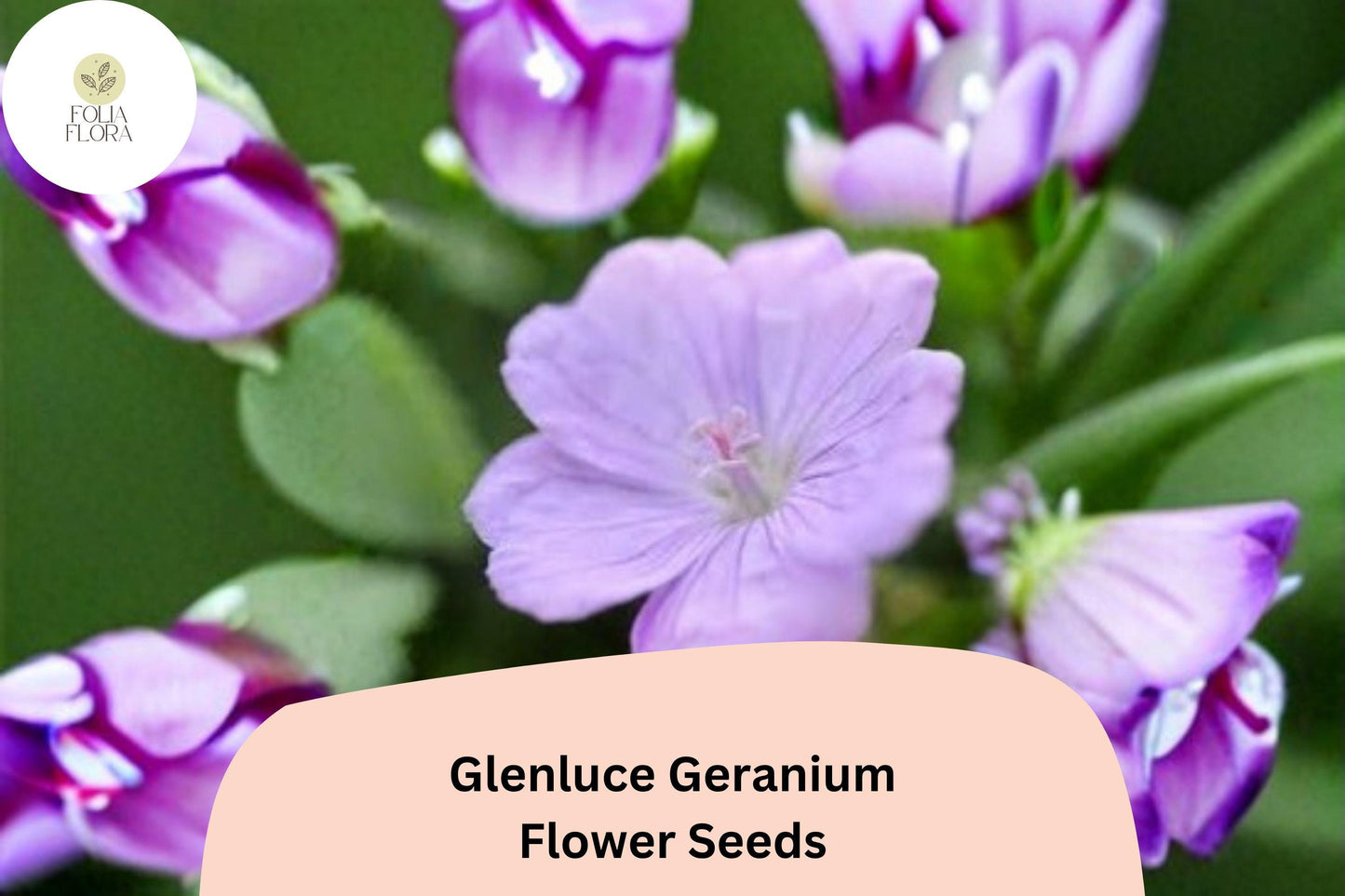25+ Glenluce Geranium Seeds | Hardy Perennial Cranesbill | Pink-Purple Garden Flowers