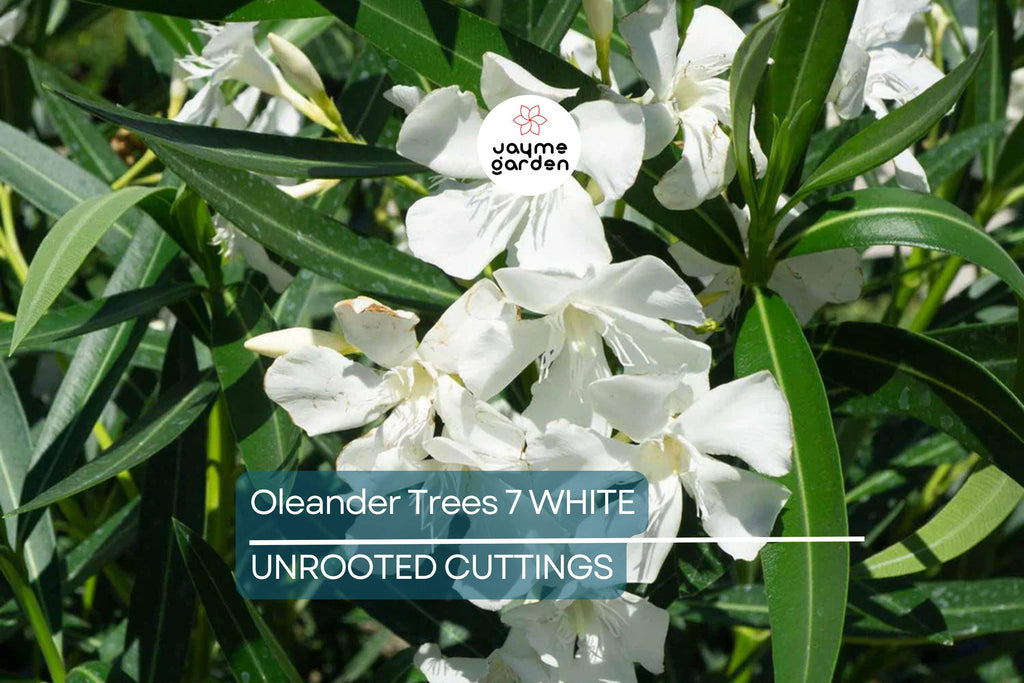 Oleander White Live Cuttings, 7 Unrooted 6” Plants, Fast-Growing Evergreen Shrub, Elegant White Flowers, USDA Zones 8-10
