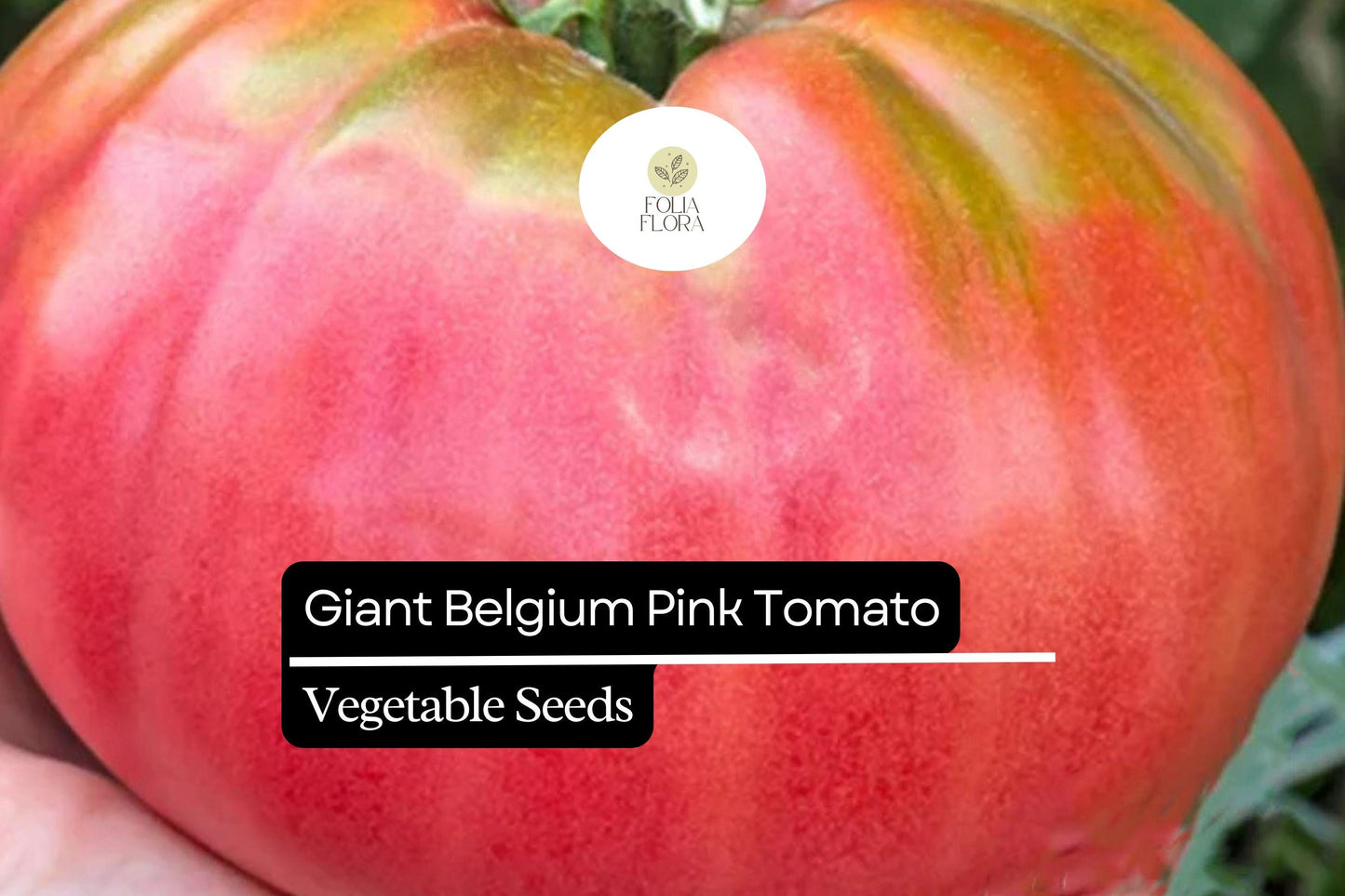30 Giant Belgium Pink Tomato Seeds – Solanum lycopersicum – Heirloom, Non-GMO, Large Fruits for Slicing & Sandwiches